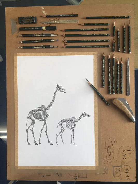 Giraffe & Okapi Skeleton Sketch