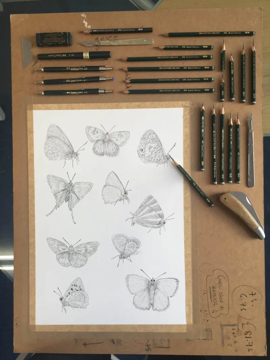 Gossamer Butterflies Sketch