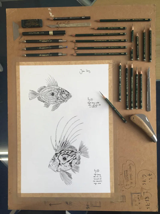 John Dory Sketch