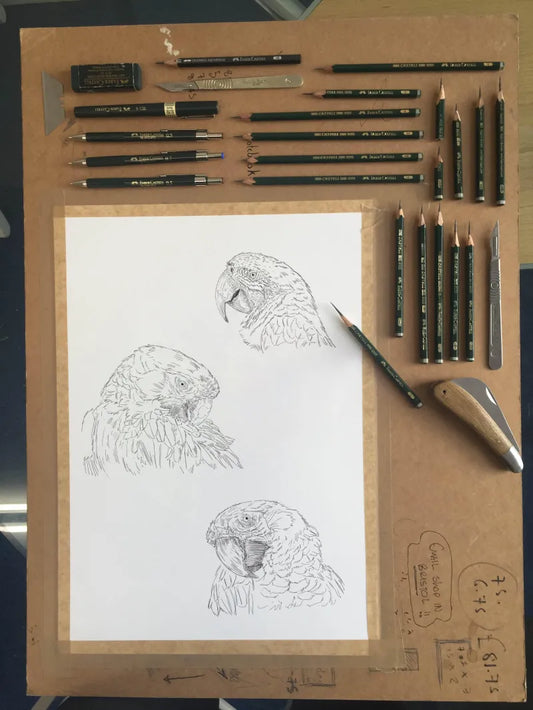 Macaw Sketch