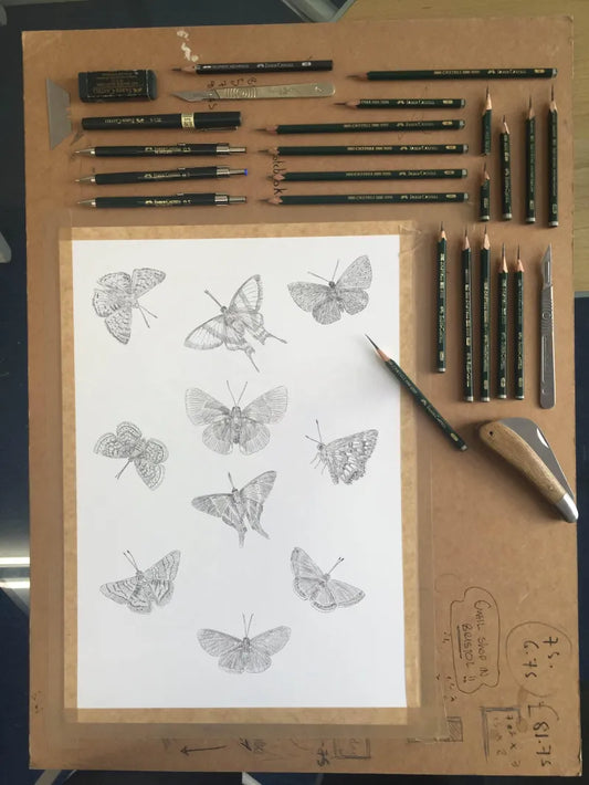 Metalmark Butterflies Sketch