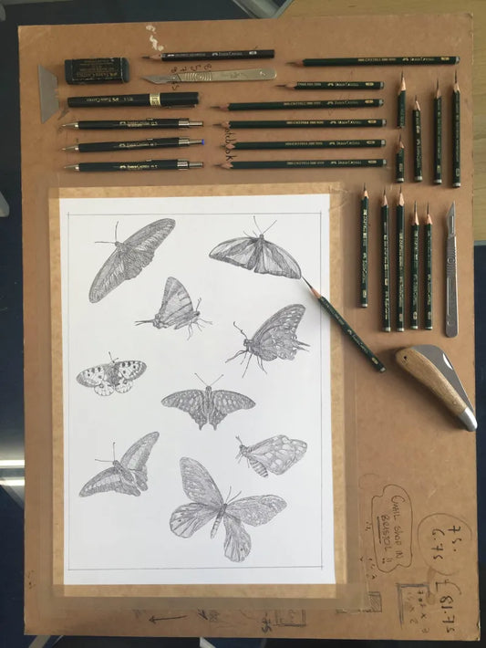 Papilio Butterflies Sketch