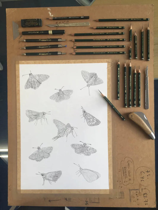 Skipper Butterflies Sketch