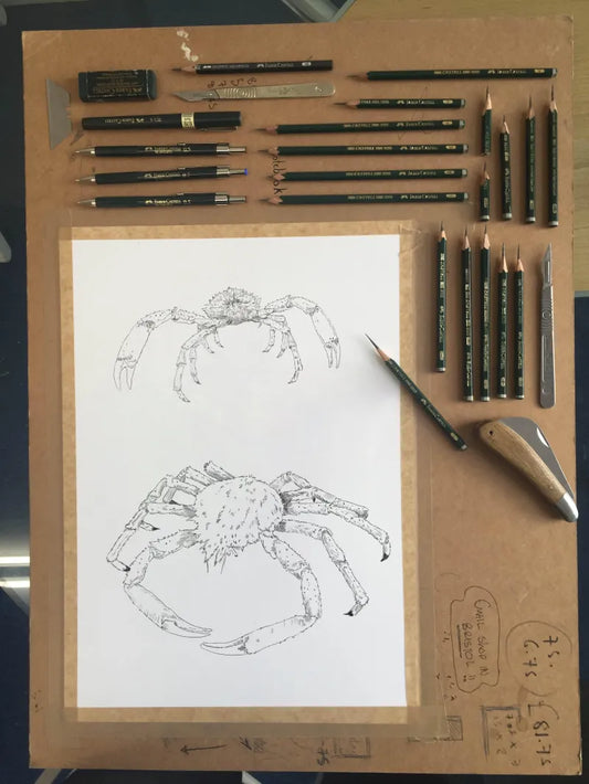 Spider Crab Sketch