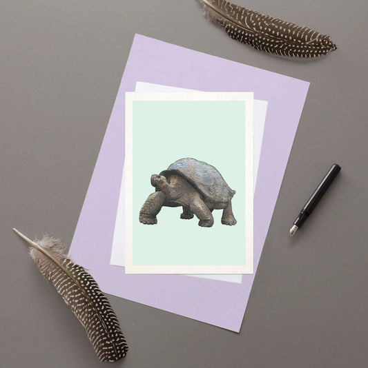 Galapagos Giant Tortoise Greetings Card - Reduced to clear