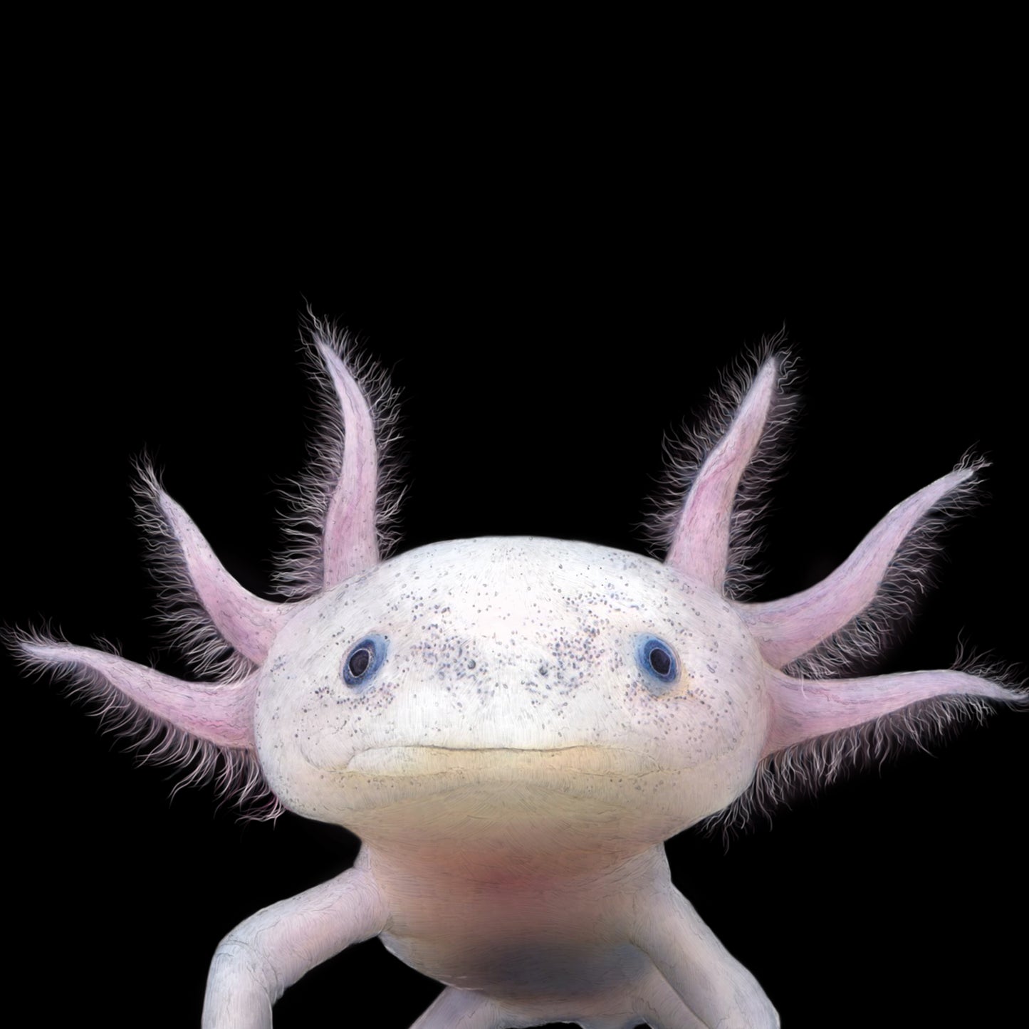 Axolotl