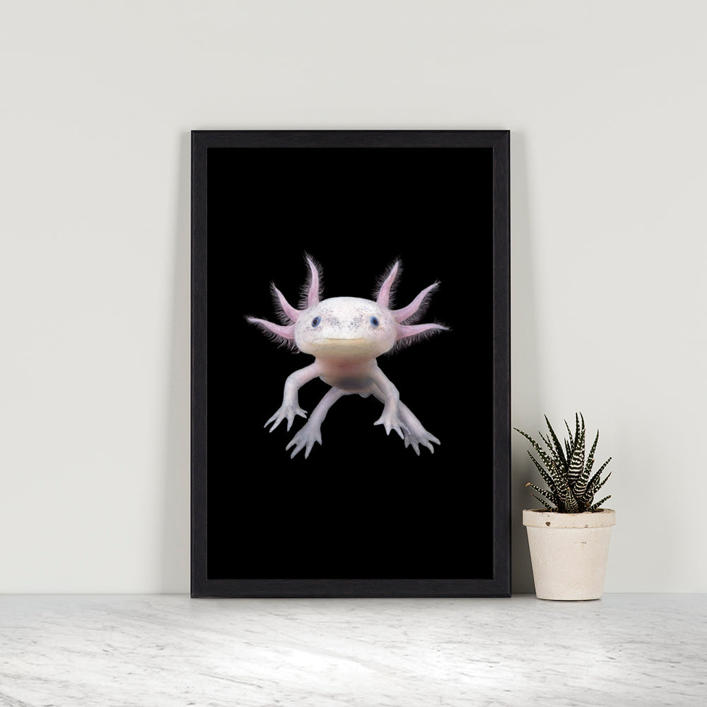 Axolotl