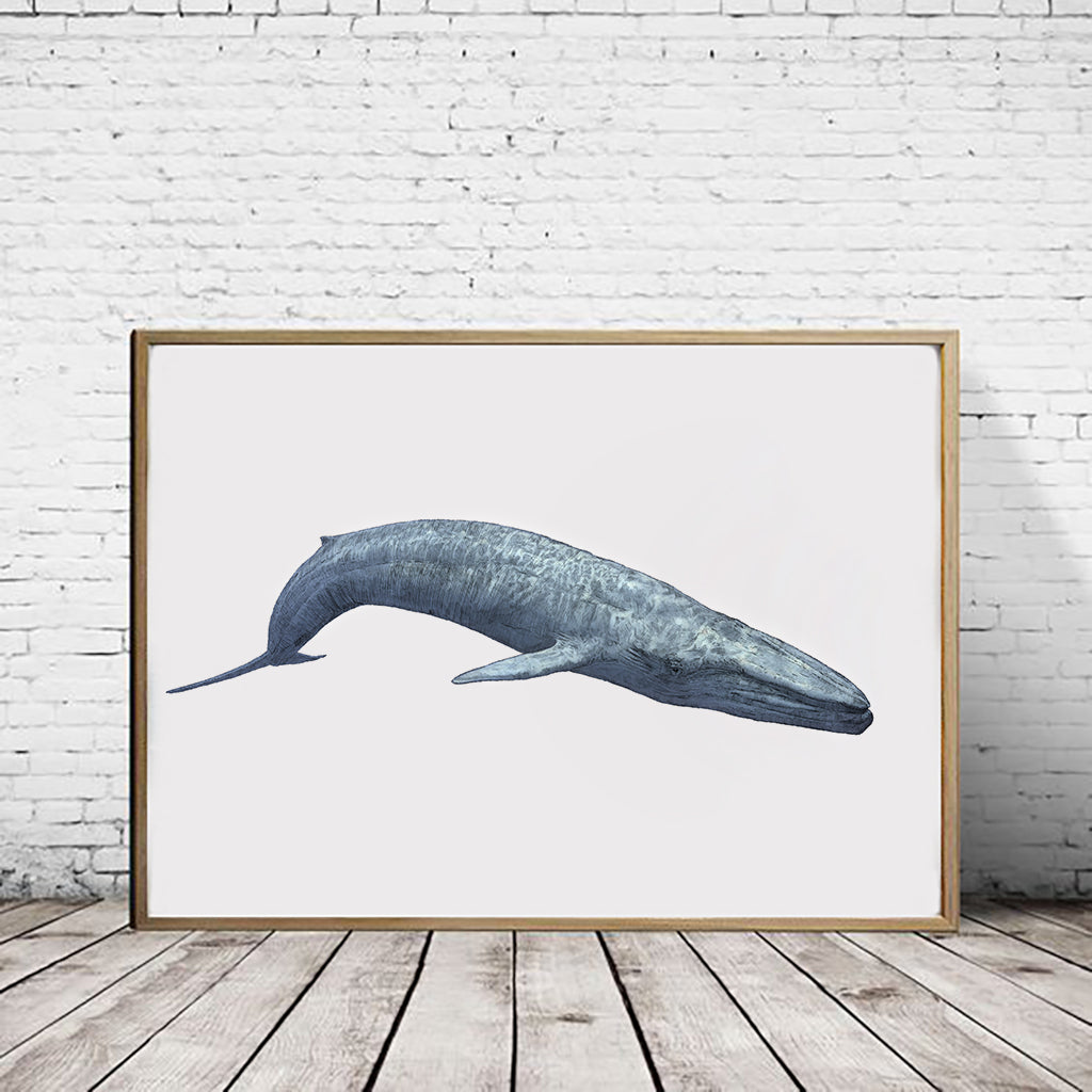 Blue Whale - A4 Print