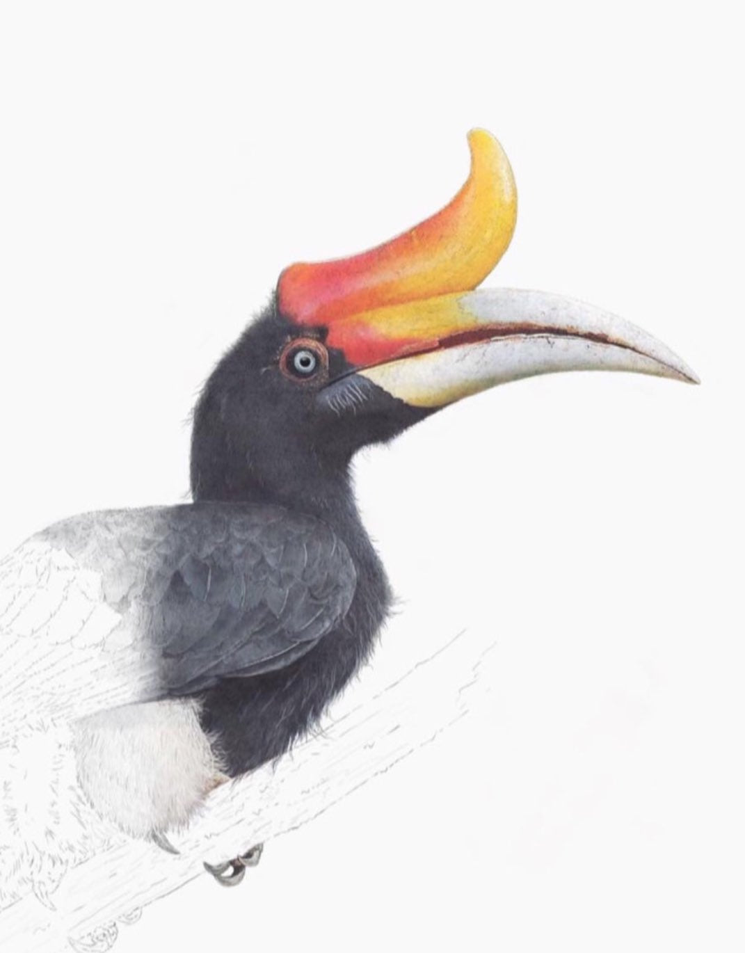 Rhinoceros Hornbill