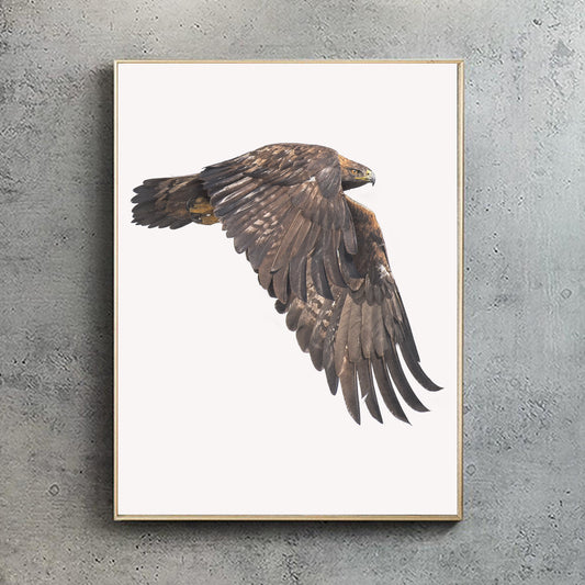 Golden Eagle