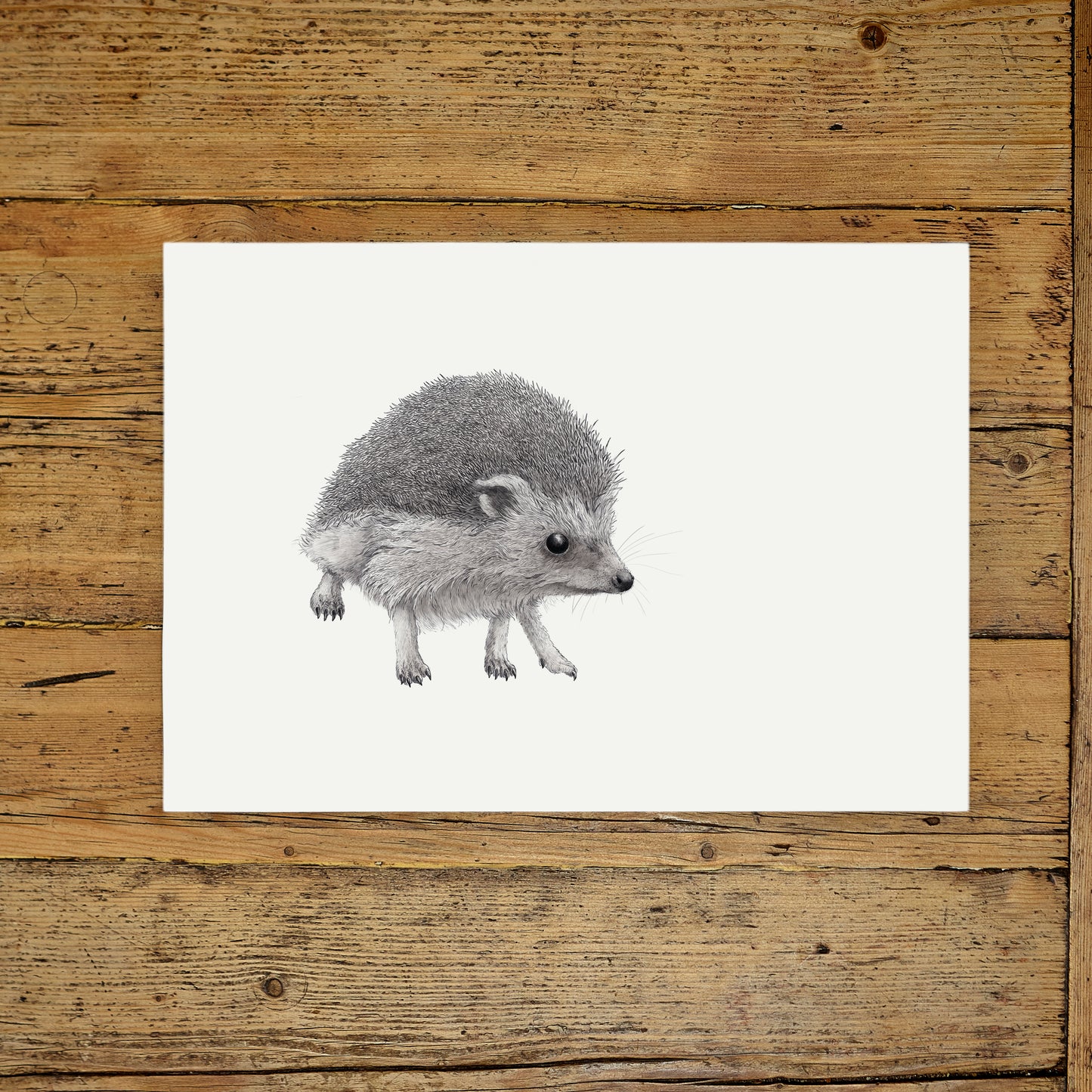 Black and White Hedgehog Drawing print - Reduced to Clear