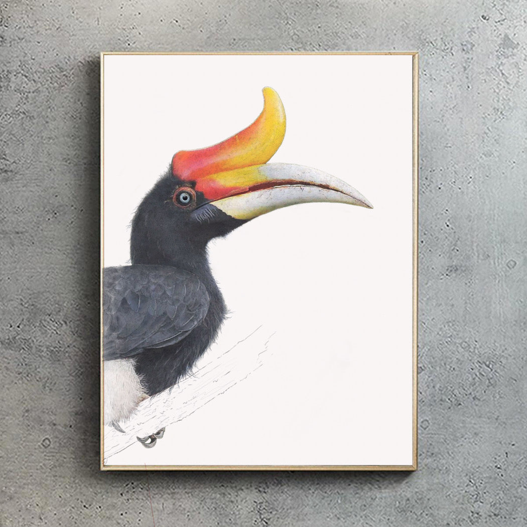 Rhinoceros Hornbill