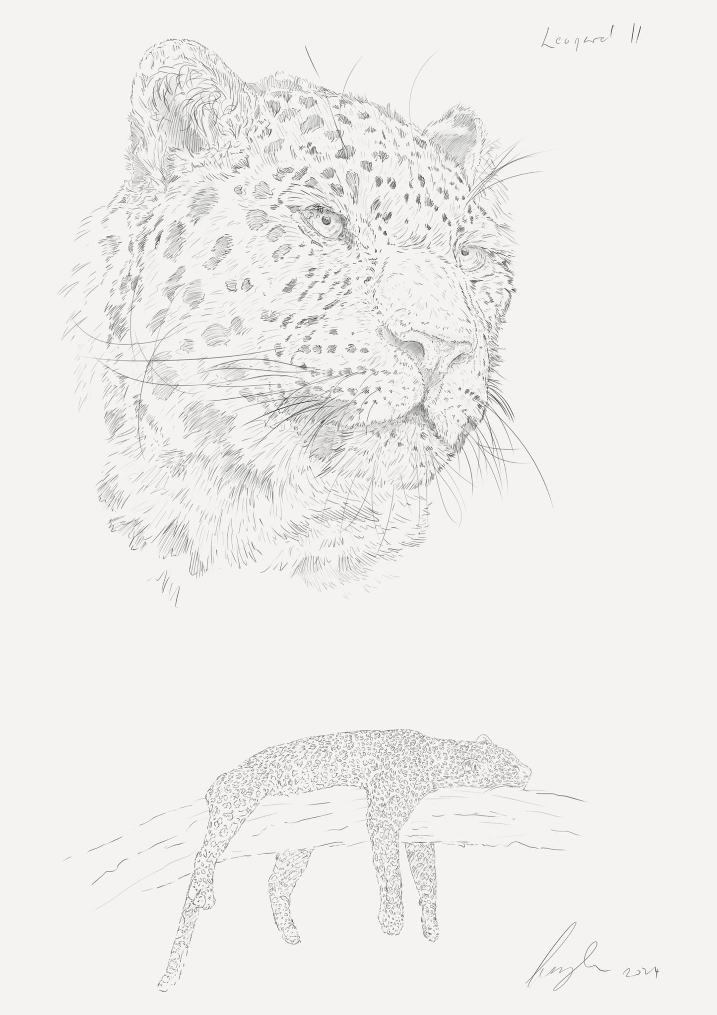 African Leopard II Sketch