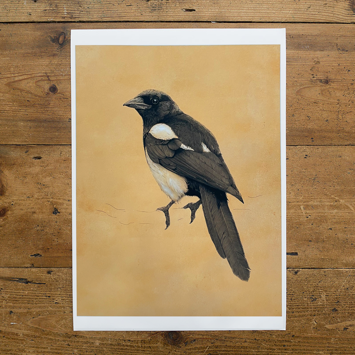 Black and white Eurasian Magpie Print - Reduced to Clear - A4