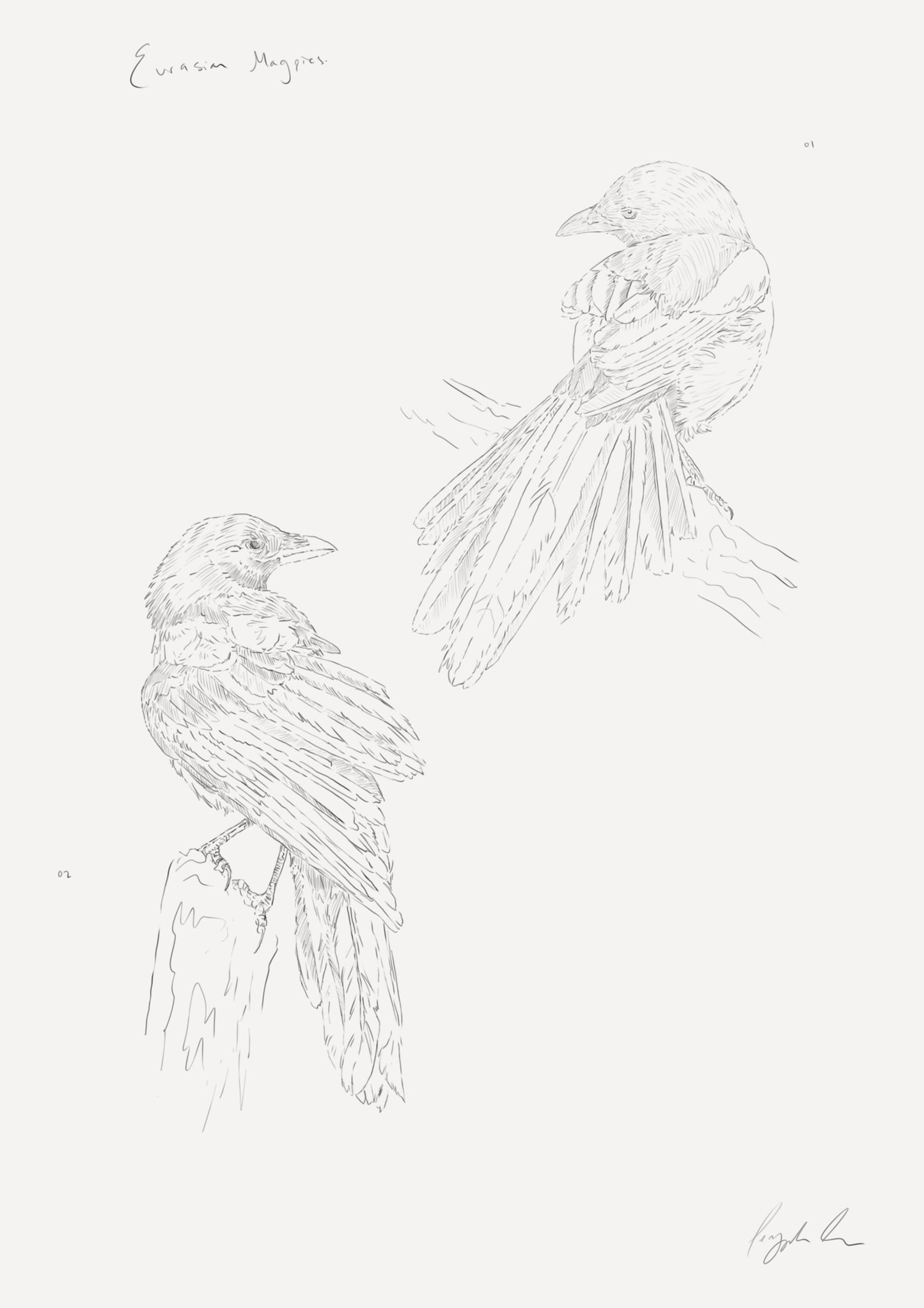 Magpies Sketch