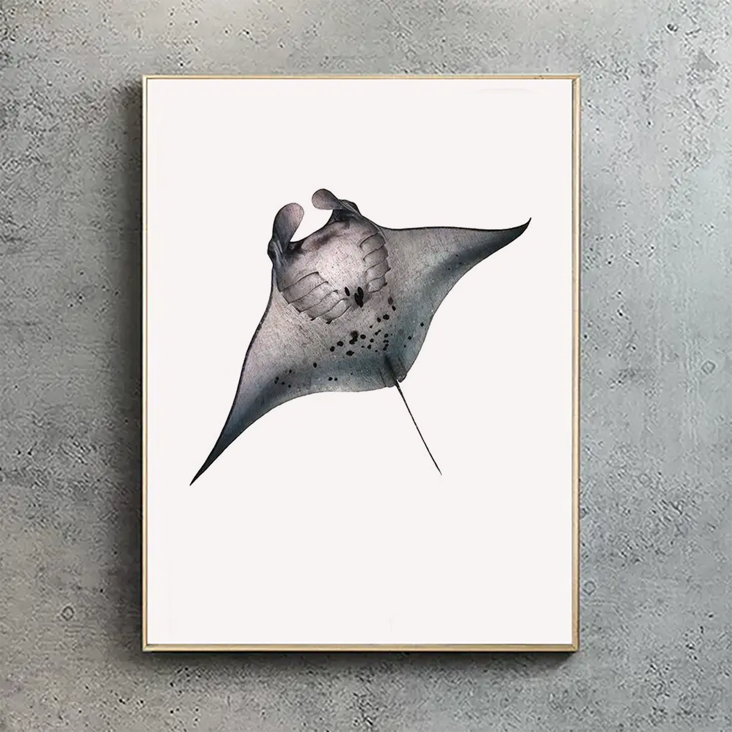 Manta Ray