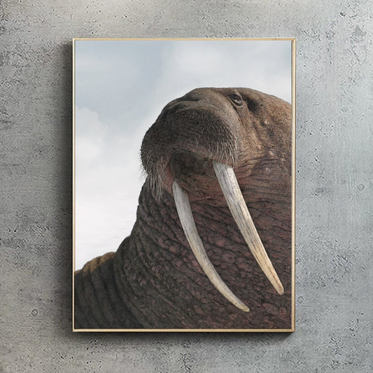 Pacific Walrus