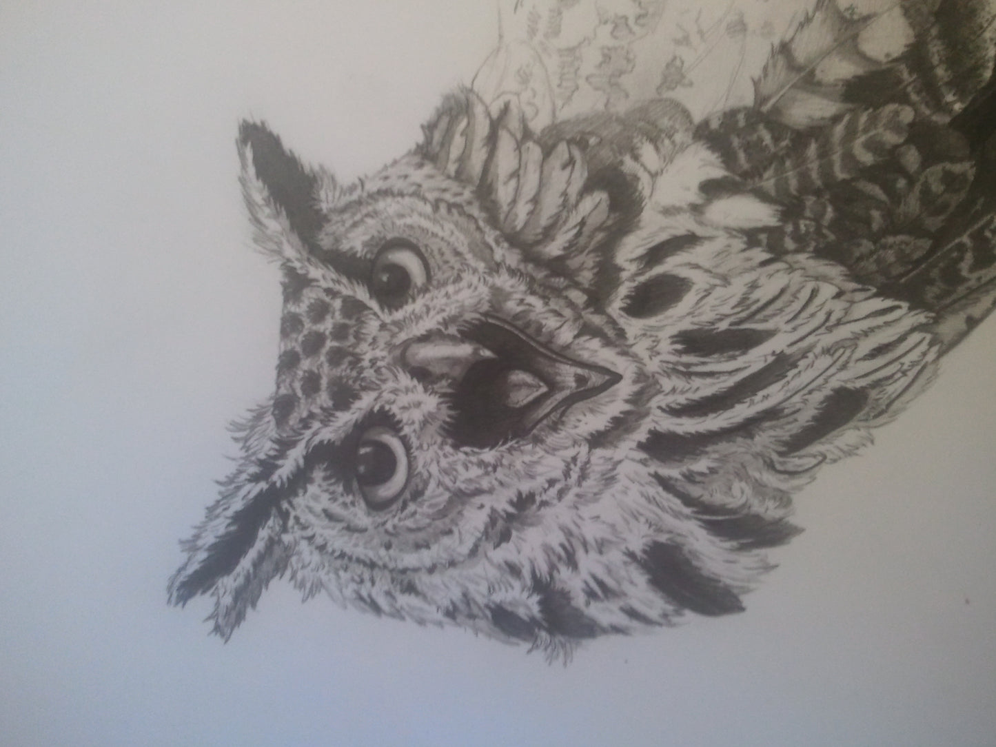 African Eagle Owl Print A4 size - Black and White - Reduced to Clear