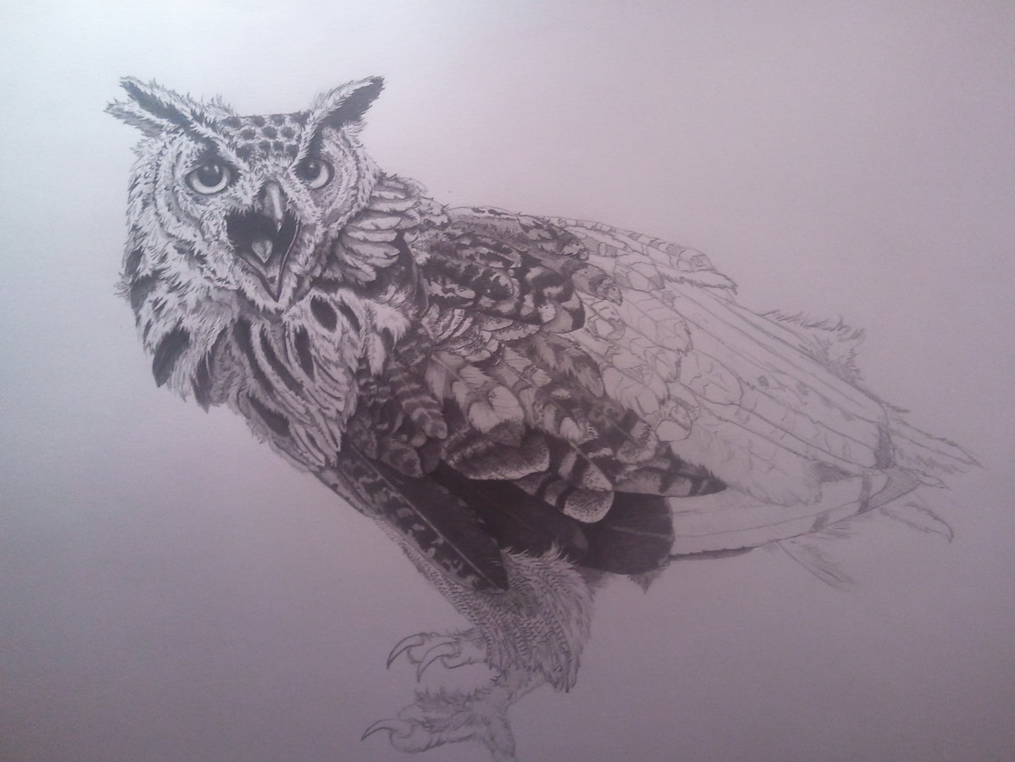 African Eagle Owl Print A4 size - Black and White - Reduced to Clear