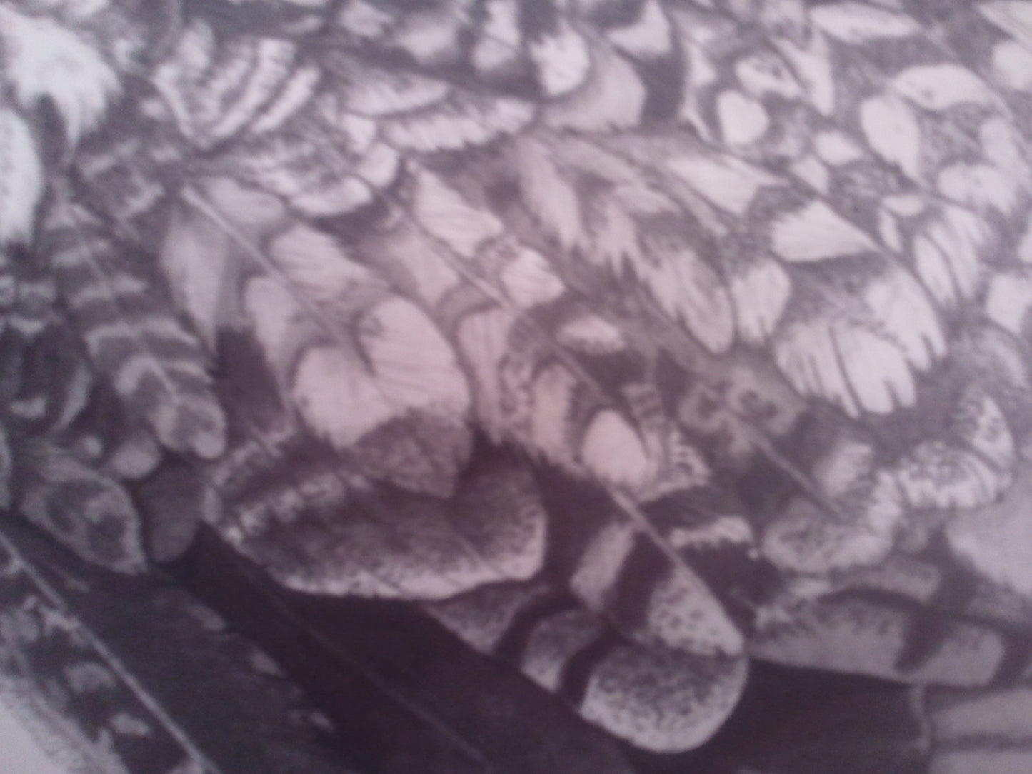 African Eagle Owl Print A4 size - Black and White - Reduced to Clear