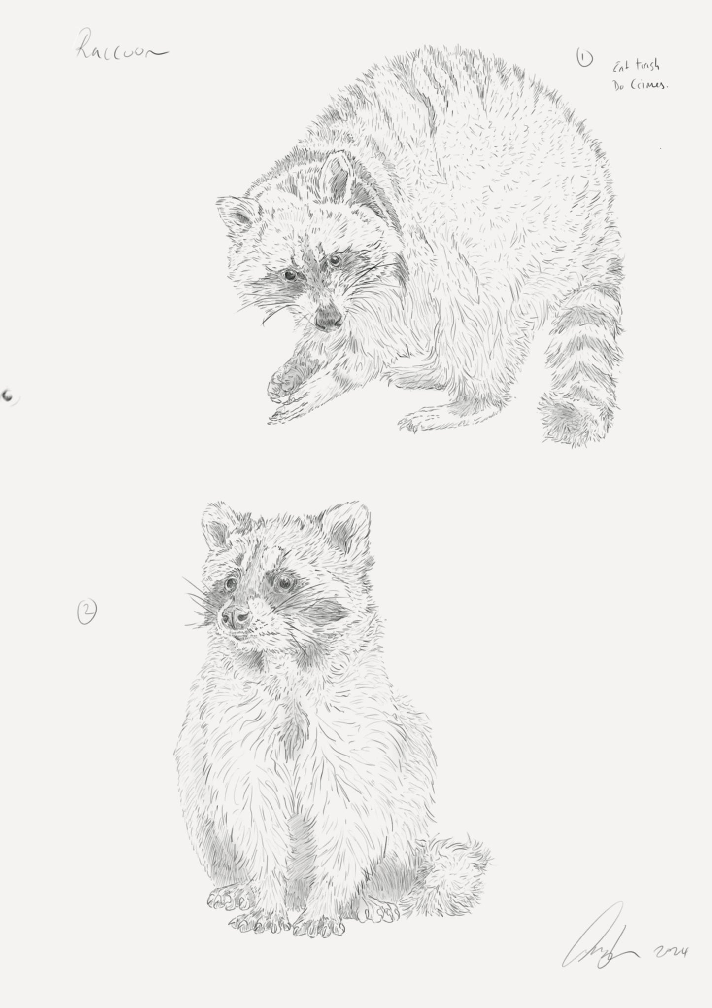 Raccoon Sketch