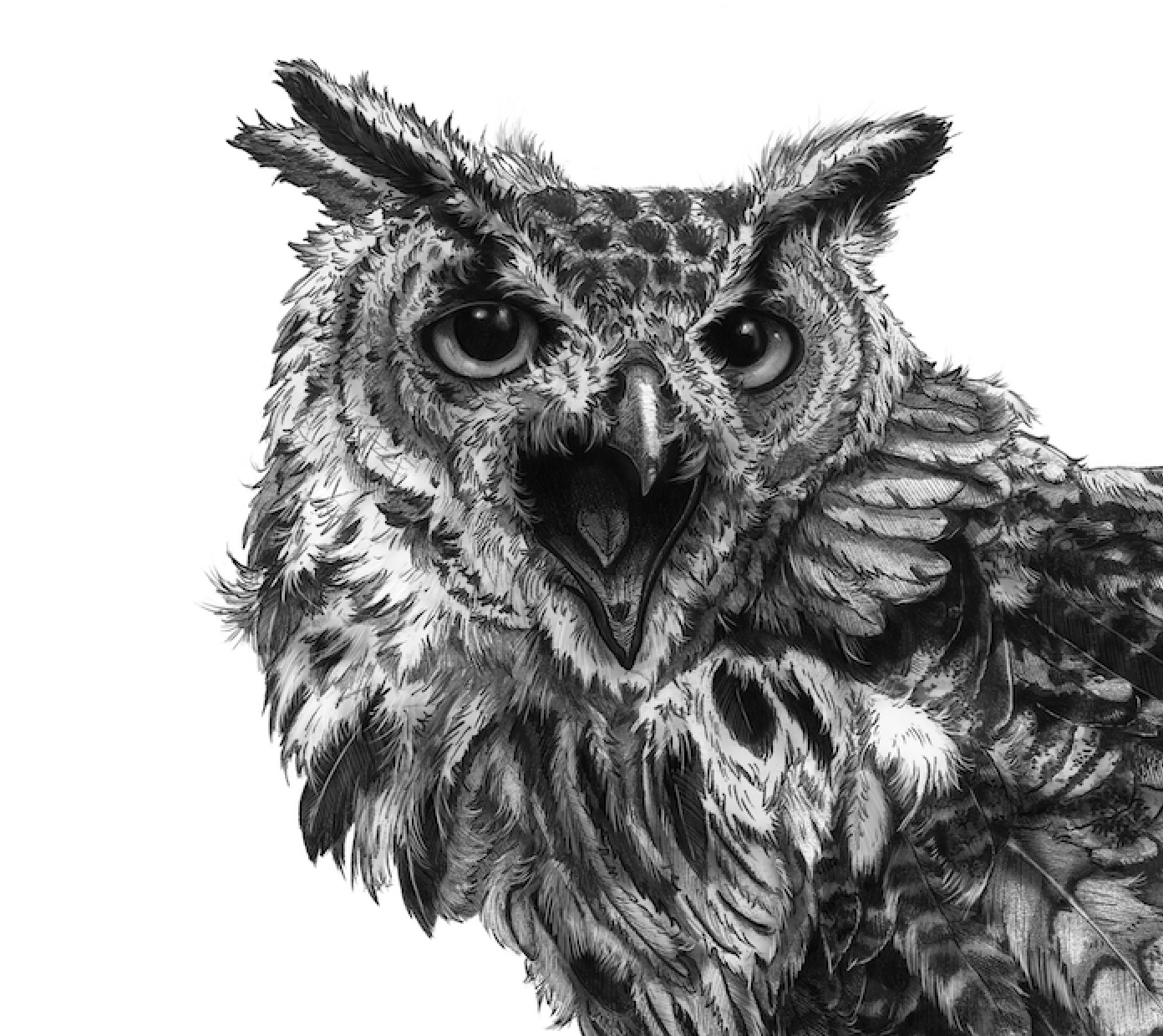 African Eagle Owl Print A4 size - Black and White - Reduced to Clear