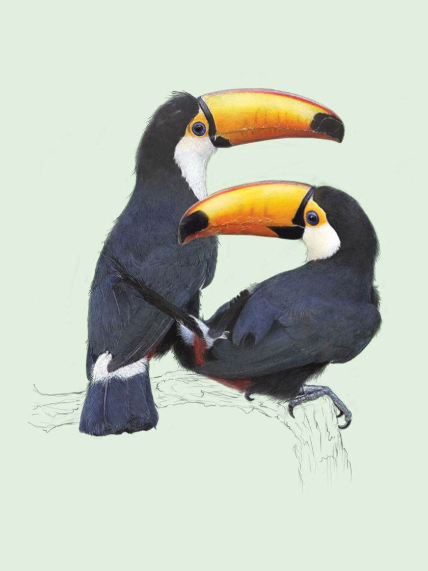 Toco Toucans Pair - valentines day Card