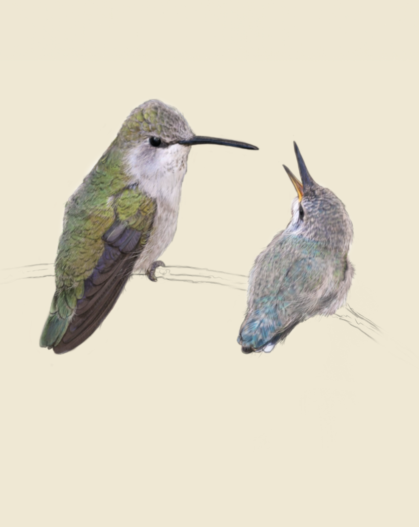 Costa's Hummingbirds, Valentines Day Card