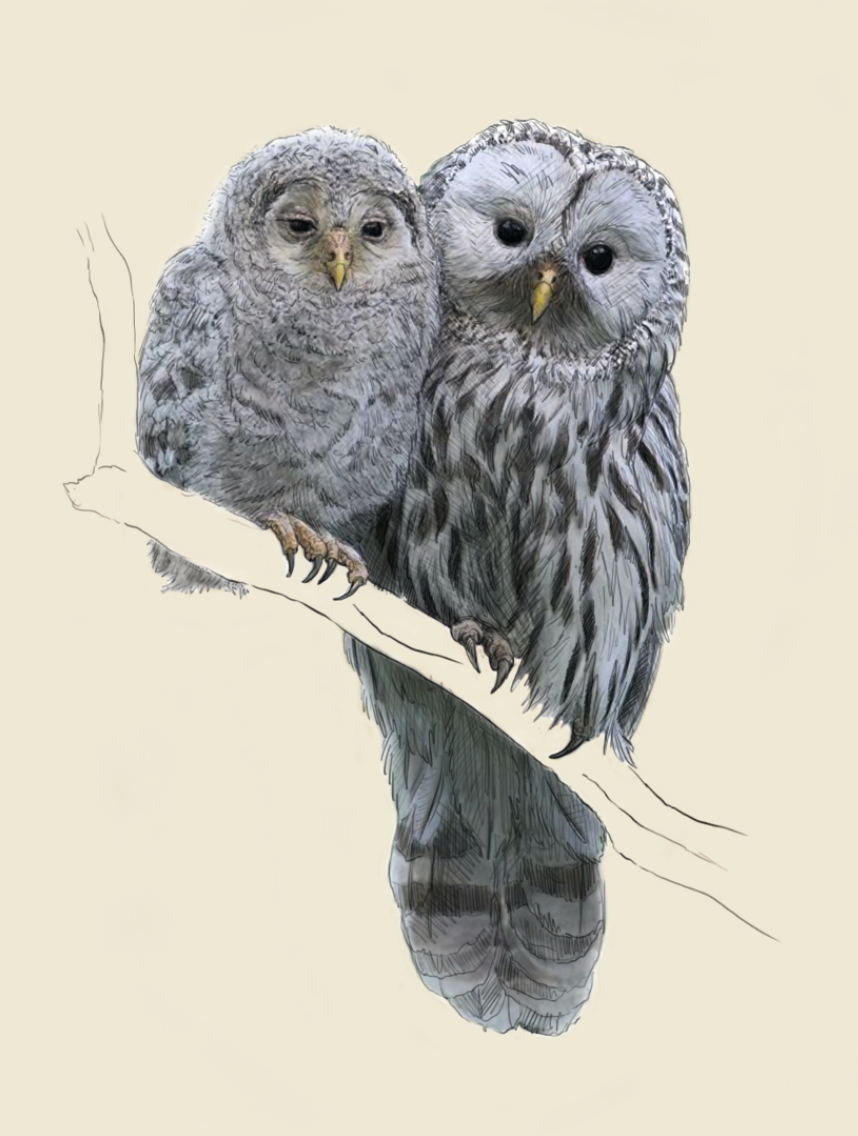 Barred Owls - Valentines day card - Mothers Day Card