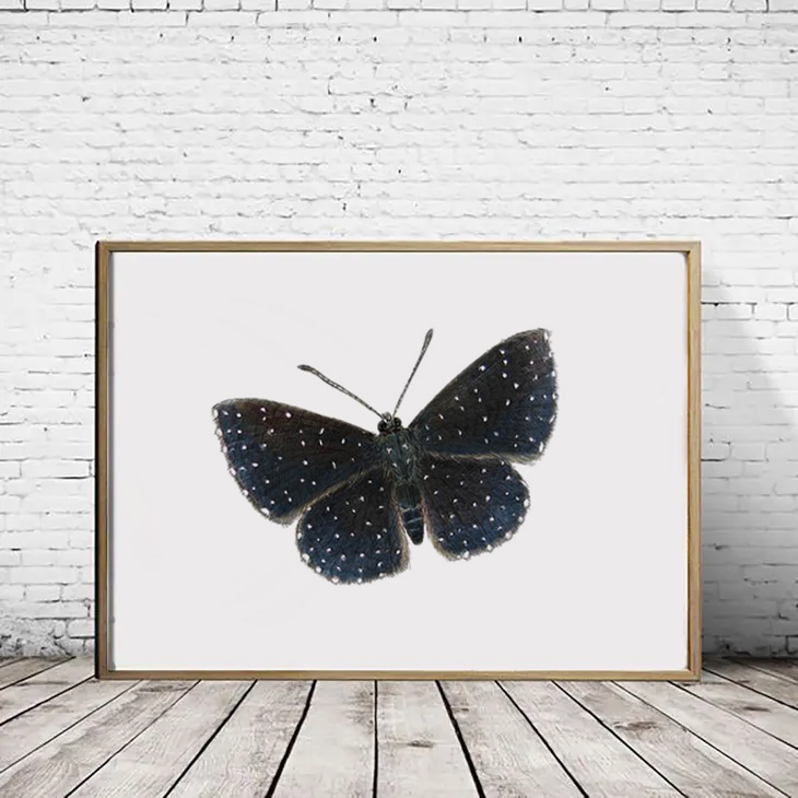 Starry Night Metalmark Butterfly