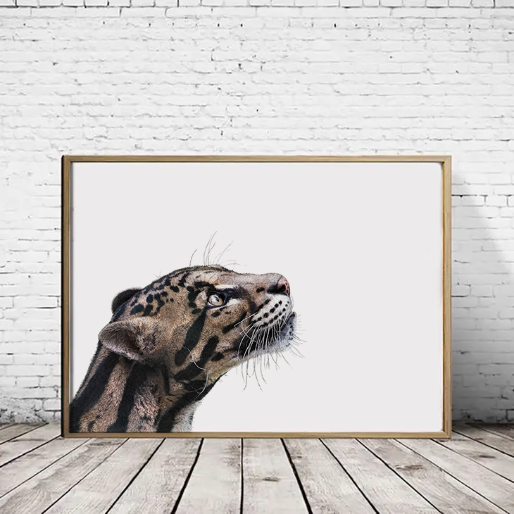 Clouded Leopard