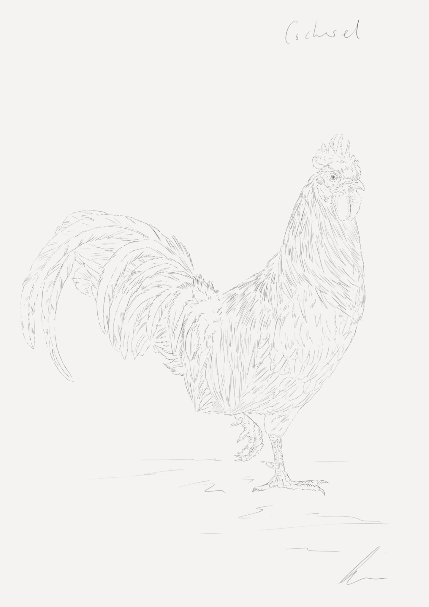 Domestic Cockerel Sketch