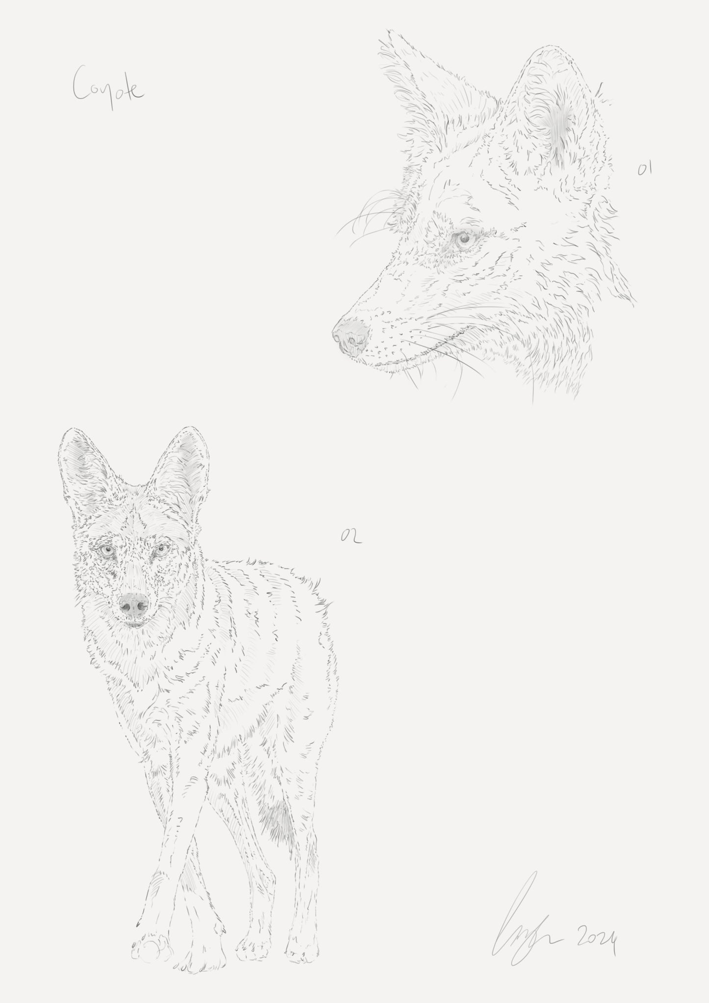 Coyote Sketch