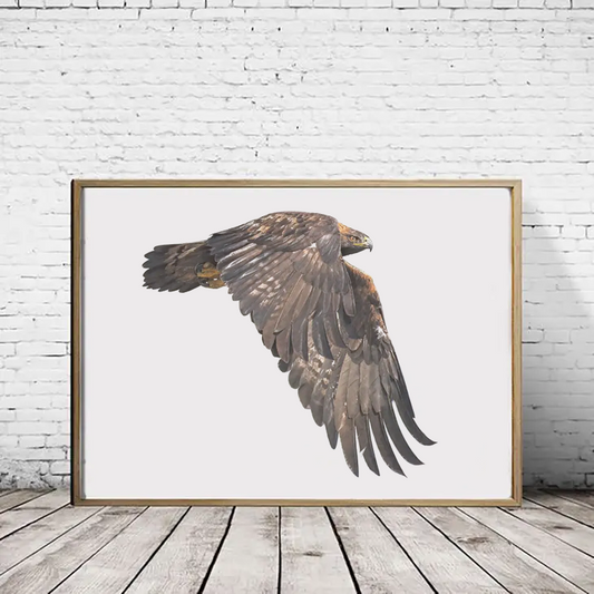 Golden Eagle