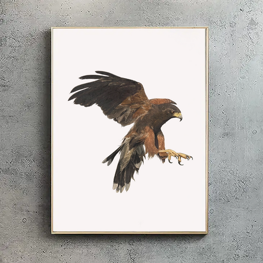 Harris Hawk II Print - Reduced to Clear