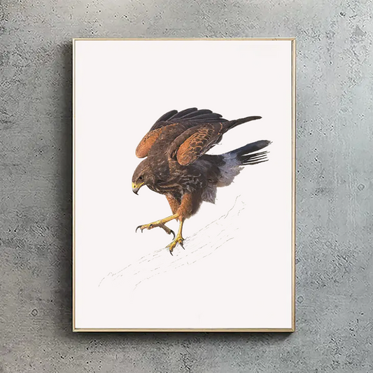 Harris Hawk print 1 - Reduced to Clear