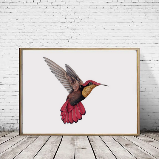 Ruby Topaz Hummingbird print - landscape version - a4 - reduced to clear