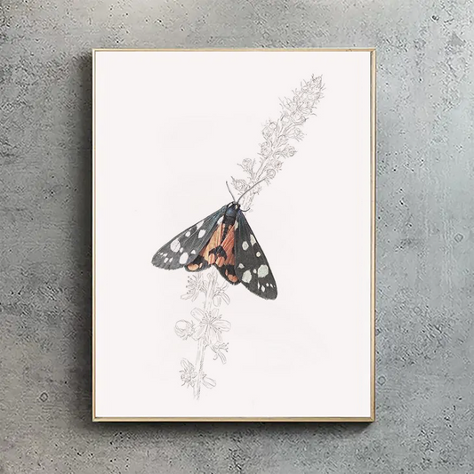 Scarlet Tiger Moth - A3 Size - Reduced to Clear