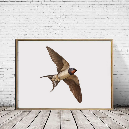 Barn Swallow