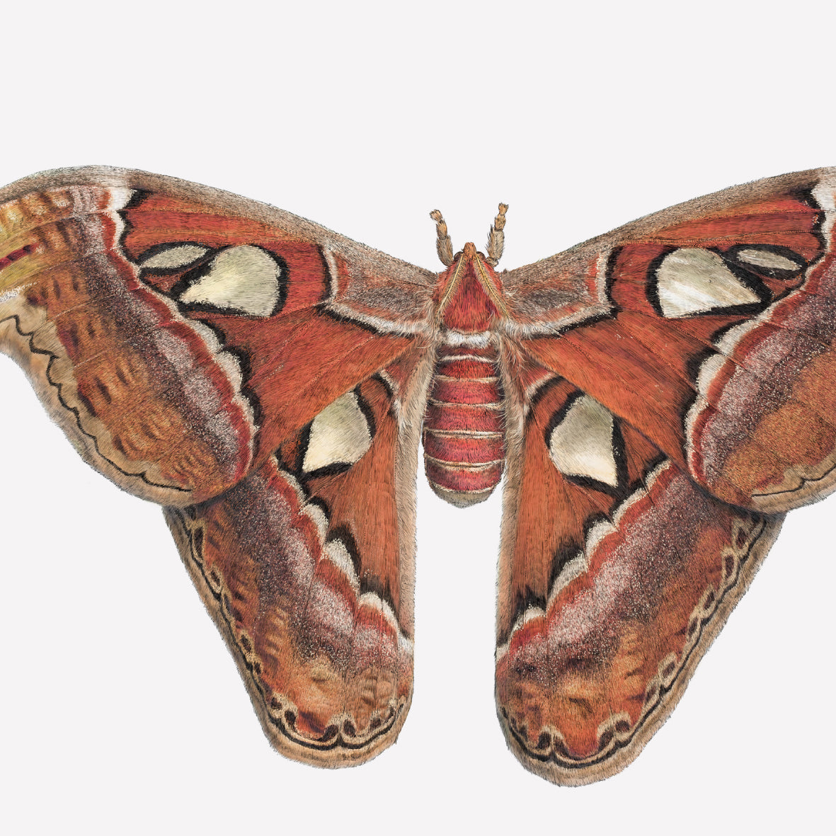 Atlas Moth print