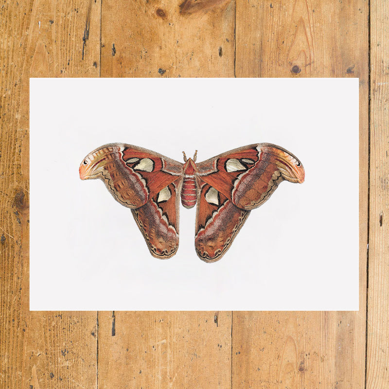 Atlas Moth print