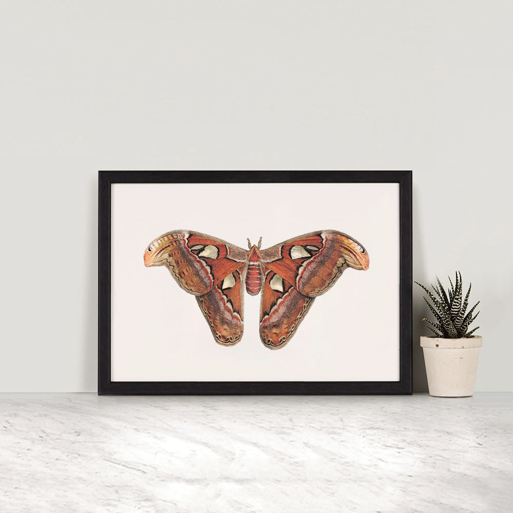 Atlas Moth print