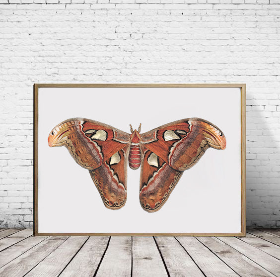 Atlas Moth print