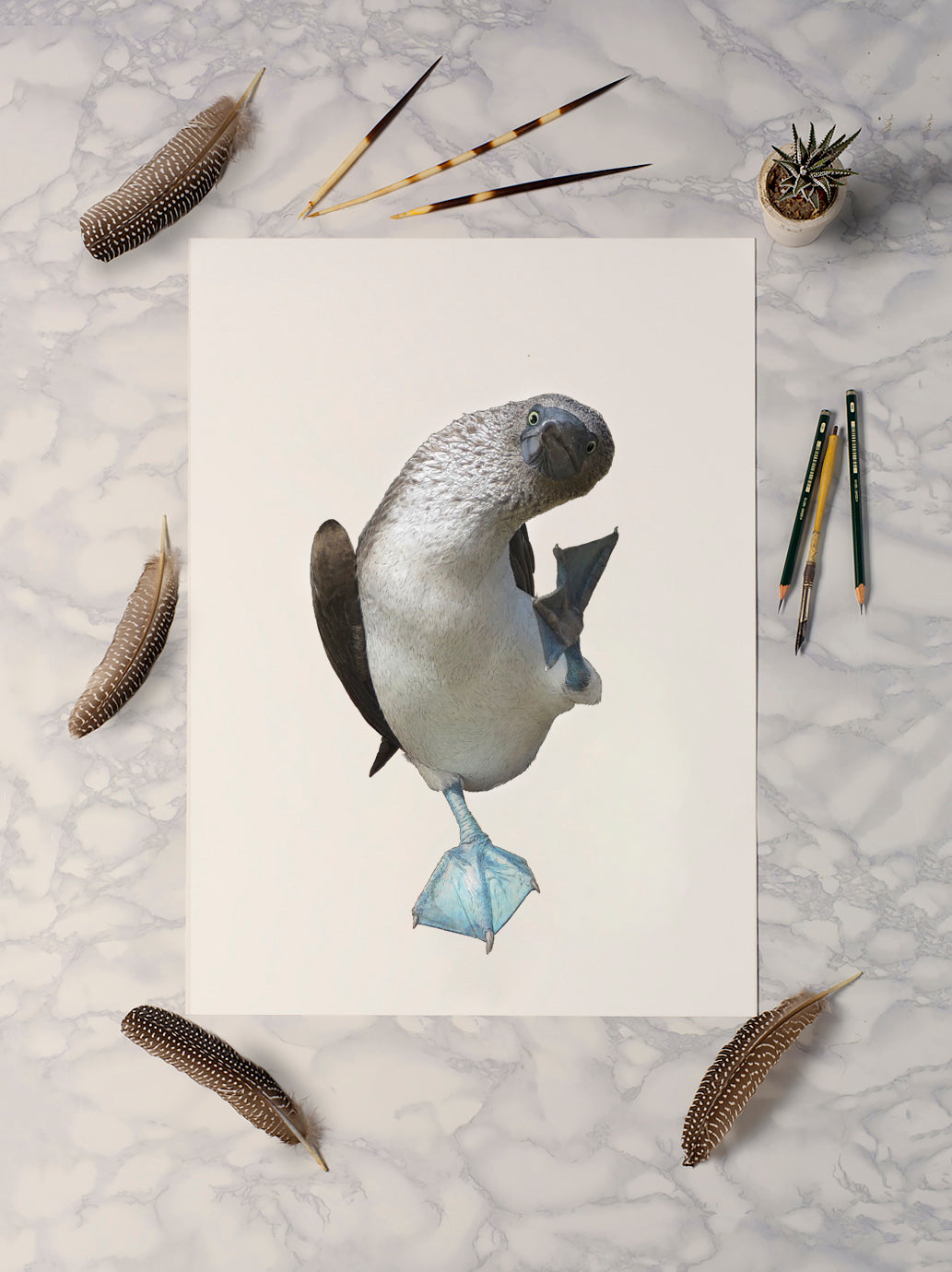 Blue Footed Booby - Wildlife Print