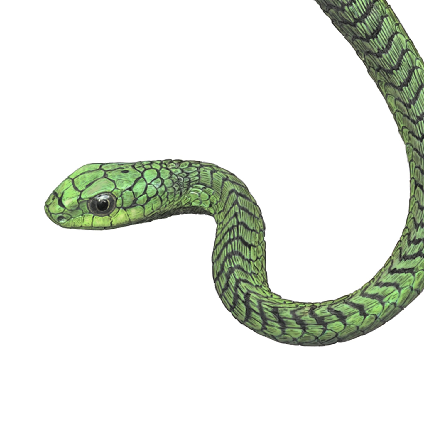 Boomslang