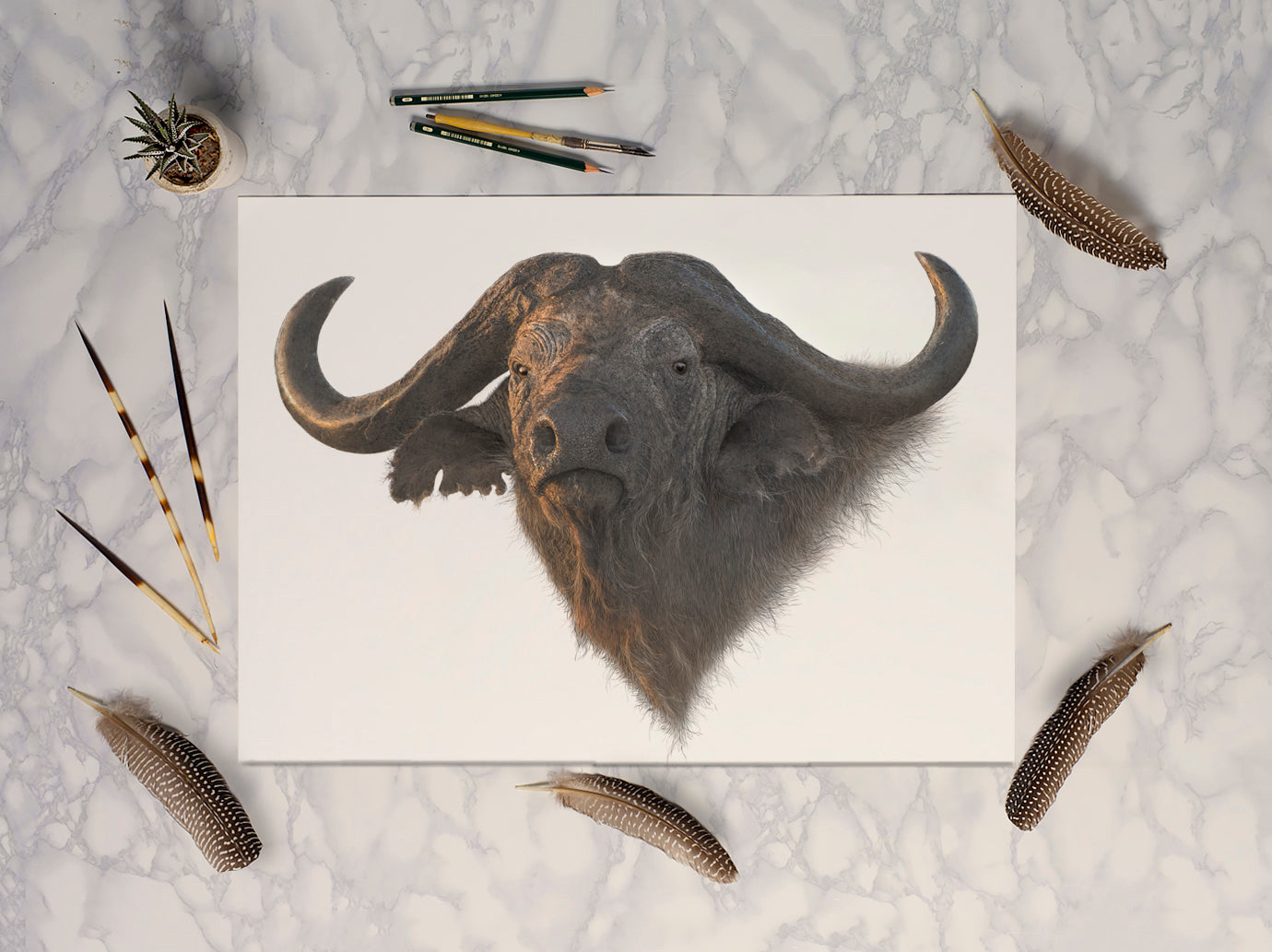 Cape Buffalo