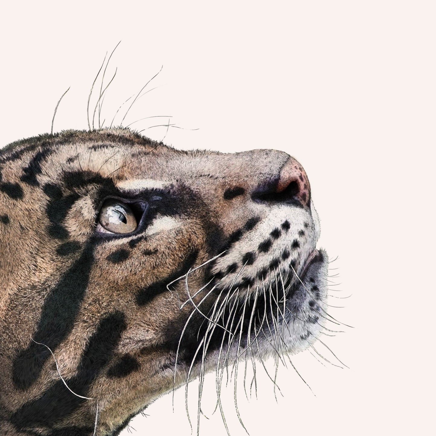 Clouded Leopard Portrait