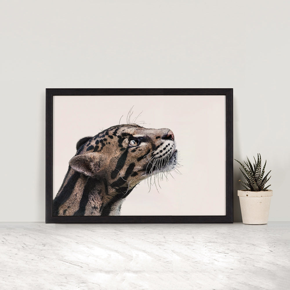 Clouded Leopard