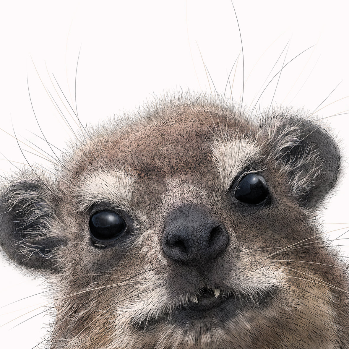 Rock Hyrax/Dassie