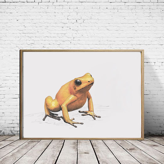 Golden Poison Frog